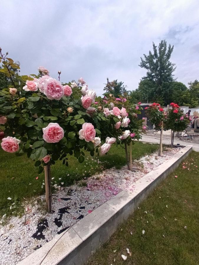 Virginia Gardens Băile Govora